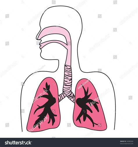 Drawing Human Respiratory System Vector Format Stock Vector 54080260 - Shutterstock