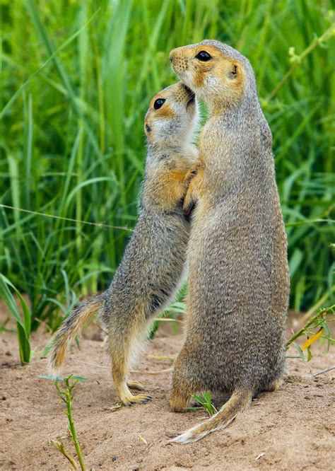 Gopher Animal Facts | Geomys bursarius | AZ Animals