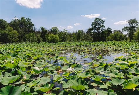 Lotus Bloom at Kenilworth Aquatic Gardens in Washington DC