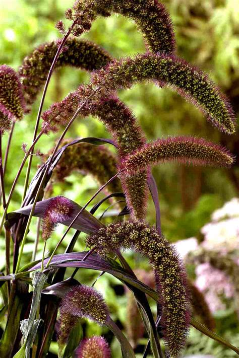 SETARIA italica RED JEWEL - Muller Seeds