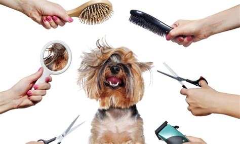 Safer With Wholesale Dog Grooming Supplies - The Daily Australian Post