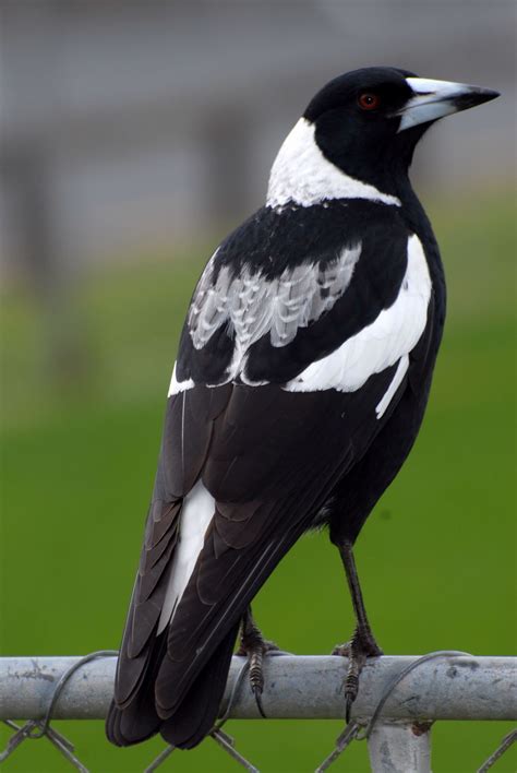 Australian magpie | New Zealand Birds Online | Australian native birds ...