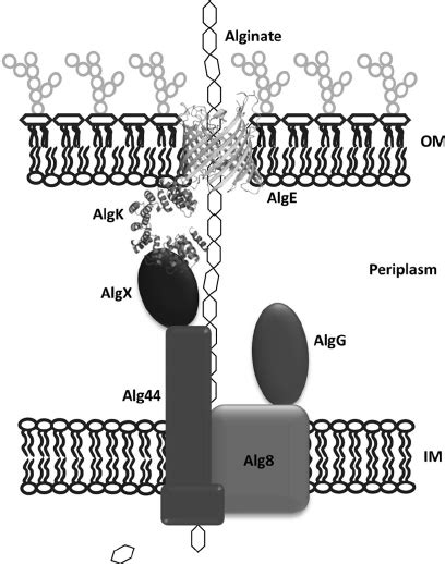 Proposed model of the alginate polymerization/secretion multiprotein ...