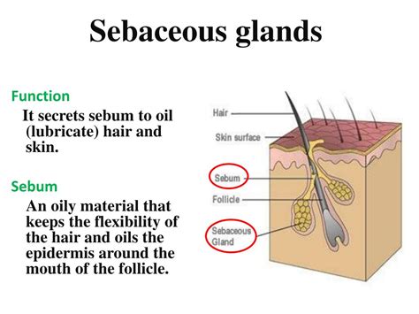 Sebaceous cysts neck: Can I Stick a Needle in a Sebaceous Cyst? No ...