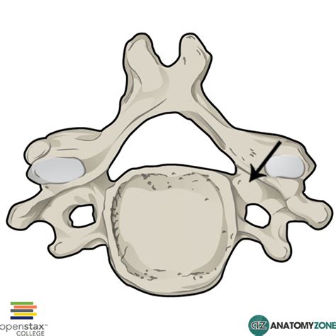 Pedicle • Musculoskeletal, Skeletal • AnatomyZone