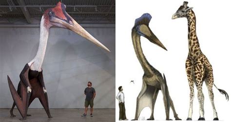 Quetzalcoatlus, The Largest Flying Dinosaur To Ever Live