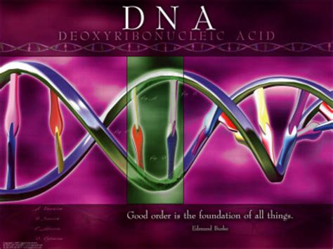 The Replication of DNA: The DNA replication process and Genetic Disorders | HubPages