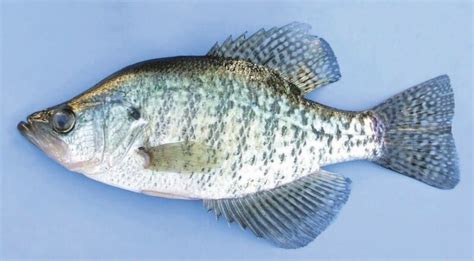 White Crappie Vs Black Crappie | ouachitaadventures.com