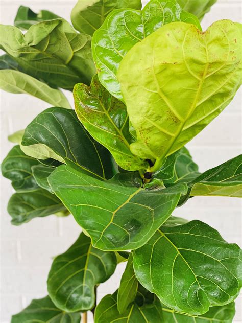 Fiddle Leaf Fig Plant - Large & XL – The Petal Factory