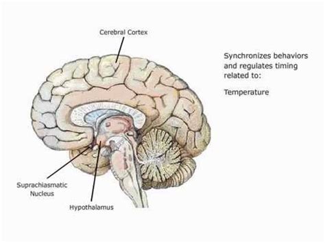 Suprachiasmatic Nucleus - YouTube