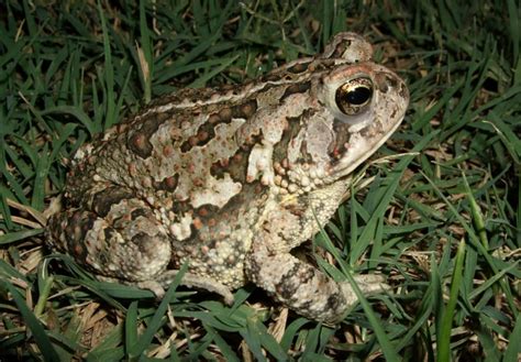 Fowler's Toad Facts, Habitat, Diet, Life Cycle, Baby, Pictures