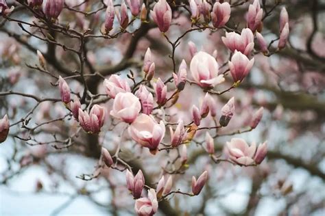 Magnolia Flower Meaning Symbolism | Best Flower Site