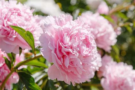 15 Fragrant Flowers for a Sweet-Smelling Garden