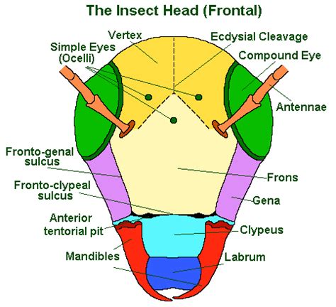 Anatomy of a Cricket - Cri-Kee the Cricket