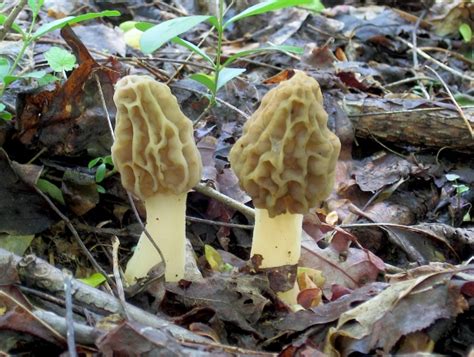 How To Find And Identify Morel Mushrooms | Wild Foodism