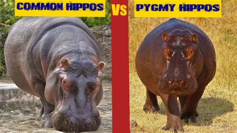 Common Hippopotamus VS Pygmy Hippopotamus....the differences - YouTube