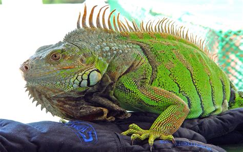 Green Iguana Popular Exotic Pets : Wallpapers13.com