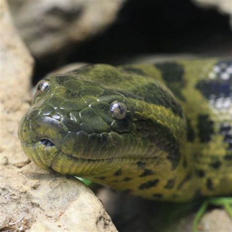 Reptiles' Pictures Speak | Rainforest animals, Green anaconda, Picture