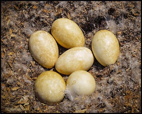 Goose Eggs Photograph by LeeAnn McLaneGoetz McLaneGoetzStudioLLCcom