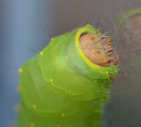 large bright green caterpillar - Antheraea polyphemus - BugGuide.Net