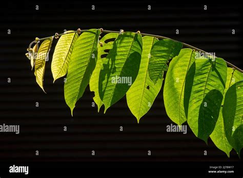 Meranti (Shorea sp.) green leaves with dark background Stock Photo - Alamy