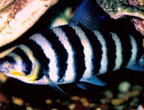 Banded Leporinus (leporinus Fasciatus) Photos