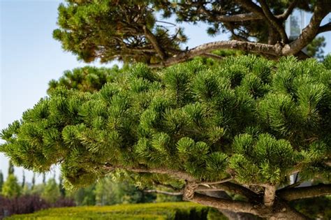 How to Prune a Mugo Pine | Hunker