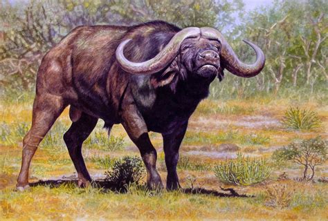 African Buffalo by WillemSvdMerwe on DeviantArt