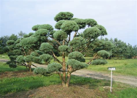 Pinus sylvestris Watereri - Dwarf Scots Pine