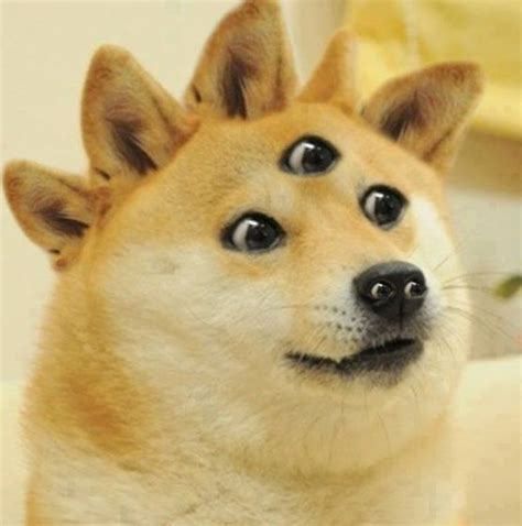 [Image - 644863] | Doge | Know Your Meme