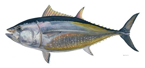 Thunnus thynnus (Linnaeus, 1758)