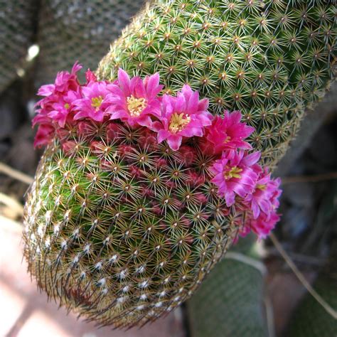 ipernity: Cactus Flowers (1752) - by Ron's Log