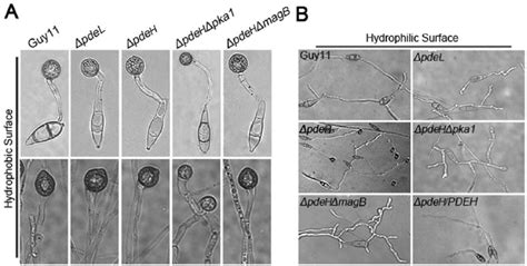 Appressorium formation assays. (A) Conidia of each strain were ...