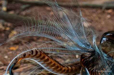 "Lyrebird feathers" by Tom Newman | Redbubble