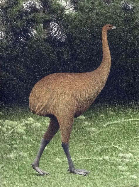 The Giant Moa by Paul Martinson | Extinct animals, Prehistoric animals ...