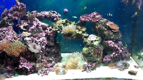 My 75 Gallon reef tank. kole tang feeding. - YouTube