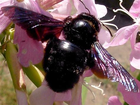 xylocopa- black bumble bee | Black bumble bee, Bee, Bumble bee