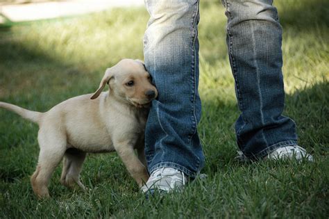 Two Easy Methods to Teach Bite Inhibition to a Puppy - PetHelpful