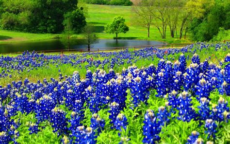 Bluebonnet Wallpaper (46+ images)