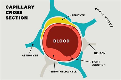 Blood brain barrier, blood brain barrier function & cells