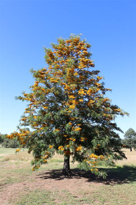 Birds of Australia key plants: Grevillea [...]