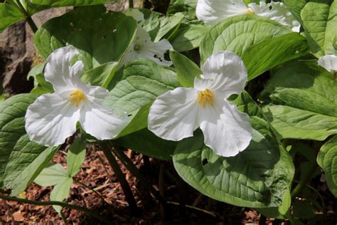 Trillium grandiflorum | Pan Global Plants