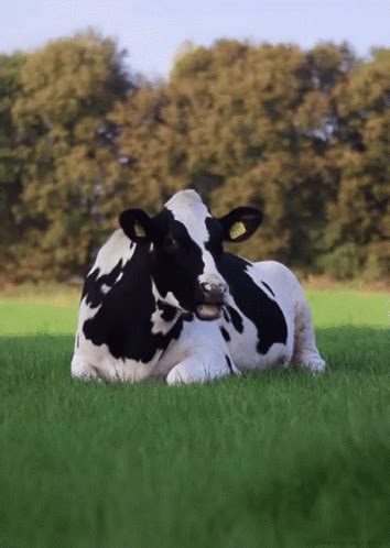 Cows GIF - Cow Chew Grass - Discover & Share GIFs | Vacas bonitas ...