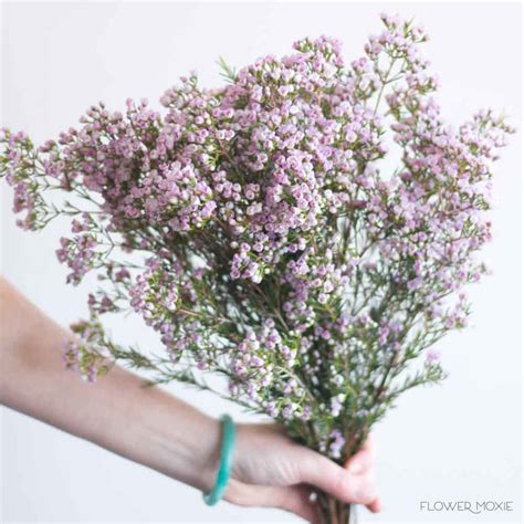 Lavender Wax Flower | DIY Wedding Flowers | Flower Moxie