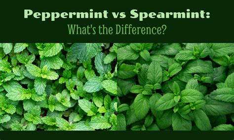 Peppermint vs Spearmint: What's the Difference? - The Coconut Mama