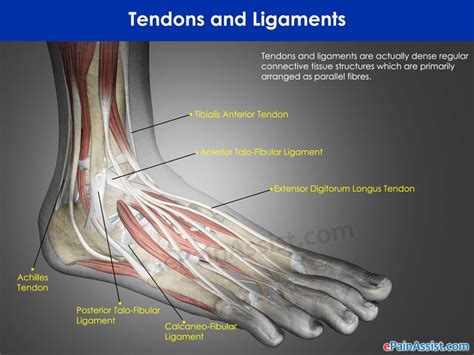 Tendons and Ligaments | Ligaments and tendons, Achilles tendonitis, Injury recovery