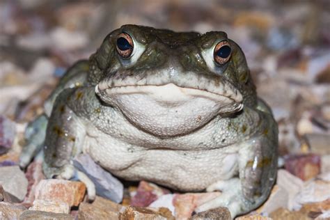 The Toad That Naturally Produces DMT | Psychedelic Invest