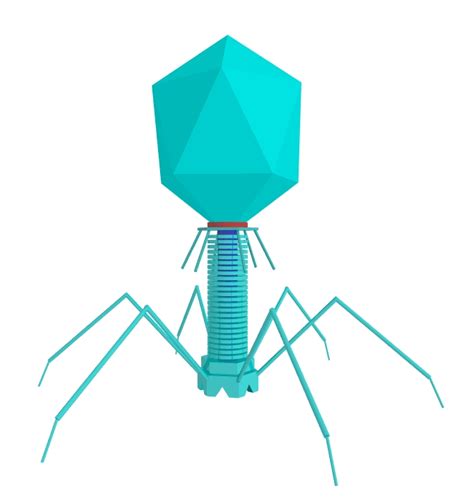 T4 Bacteriophage in Detail