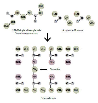 Introduction to Polyacrylamide Gels | Bio-Rad