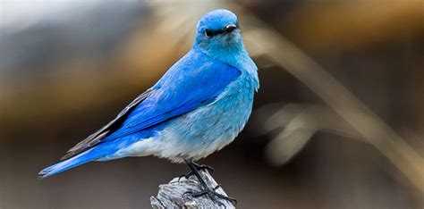 Birds - Rocky Mountain National Park (U.S. National Park Service)